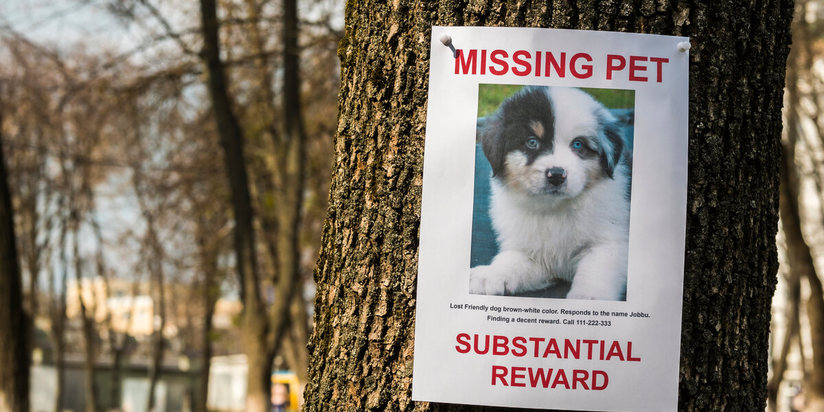 Here’s How To Protect Your Dog From Being Stolen - DodoWell - The Dodo