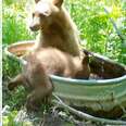Trail Camera Catches Mama Bear And Cub Enjoying A Sneaky Bath In Tub They Found