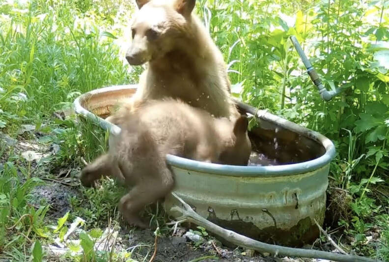 bears enjoying bath in the woods