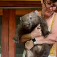 woman holding a wombat