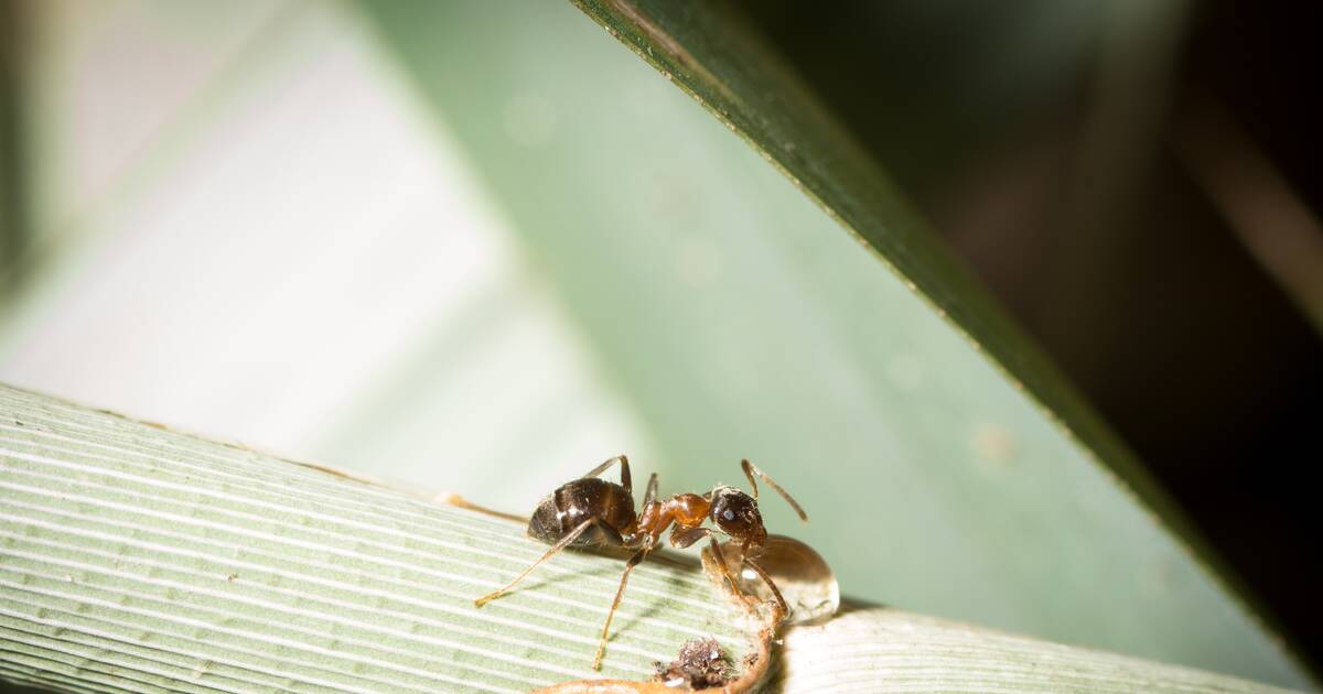 12 Best Ways to Kill Ants in Your Home and Yard