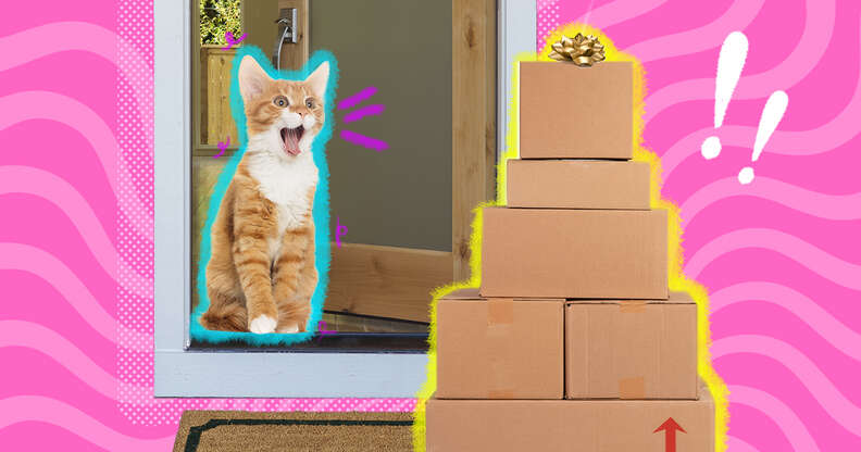 excited cat with boxes