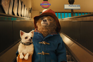 paddington bear