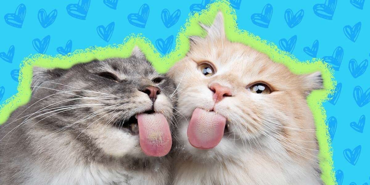 Why Does My Cat Lick Me? DodoWell The Dodo