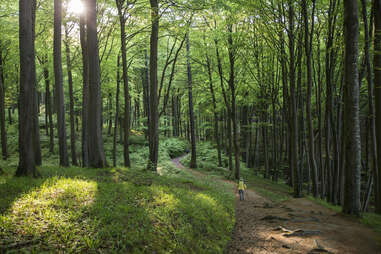 jasmund national park hiking beech trees