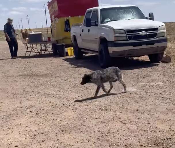 grey and black dog next to a food truck in the dessert