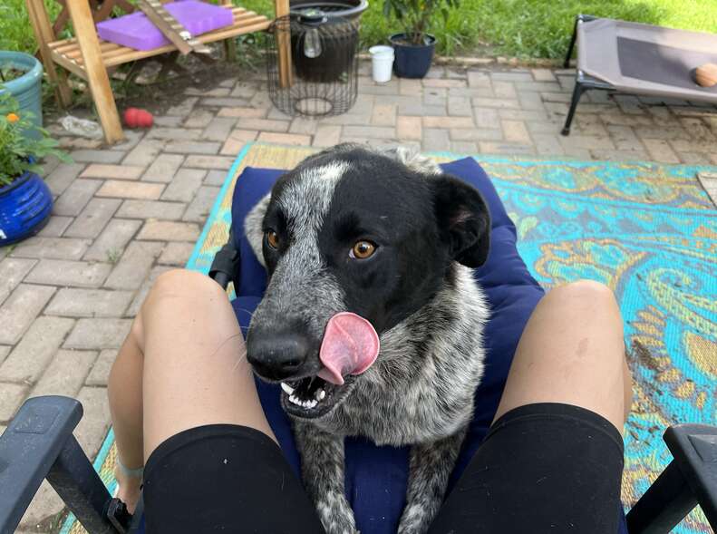 grey and black dog sitting outside and licking his lips