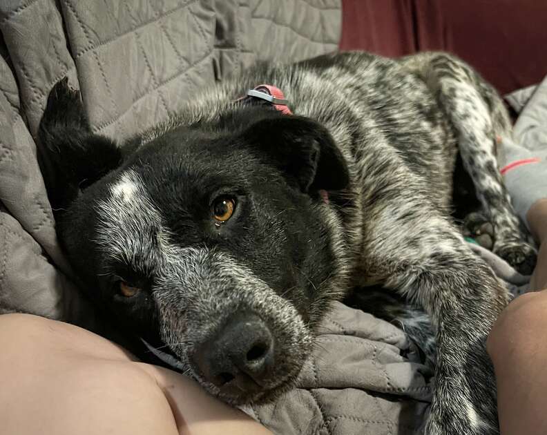 grey and black dog laying on the couch