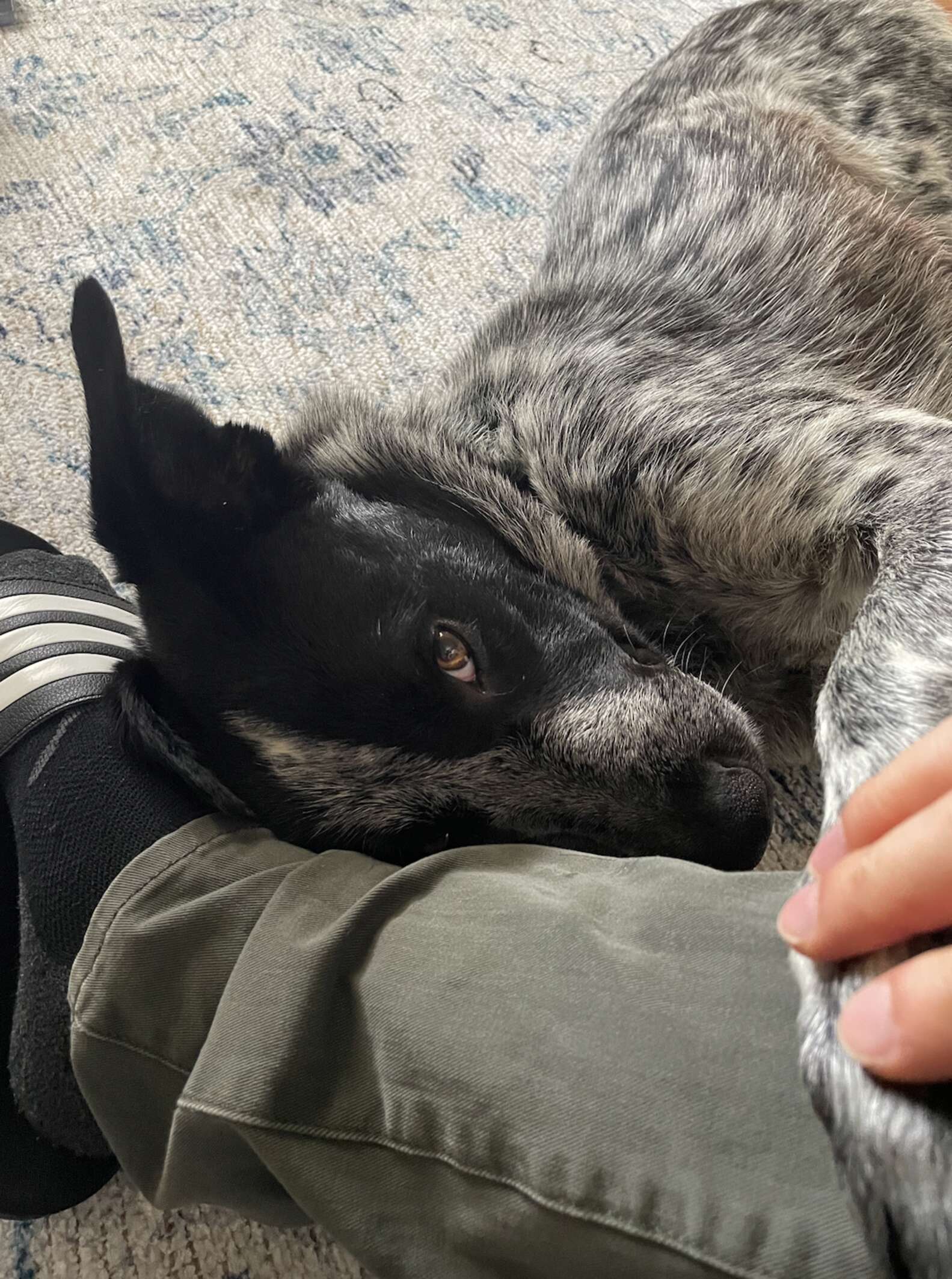 Lonely Dog Living In Middle Of Busy Highway Is So Happy To Be Safe Now ...