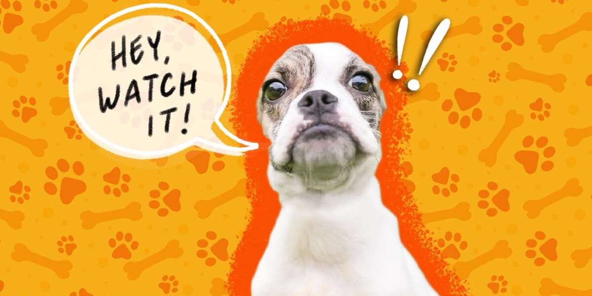 Do Dogs Know When You Step On Their Paws By Accident? DodoWell The Dodo