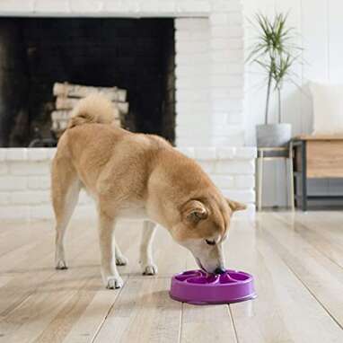 Amazon prime dog outlet bowls