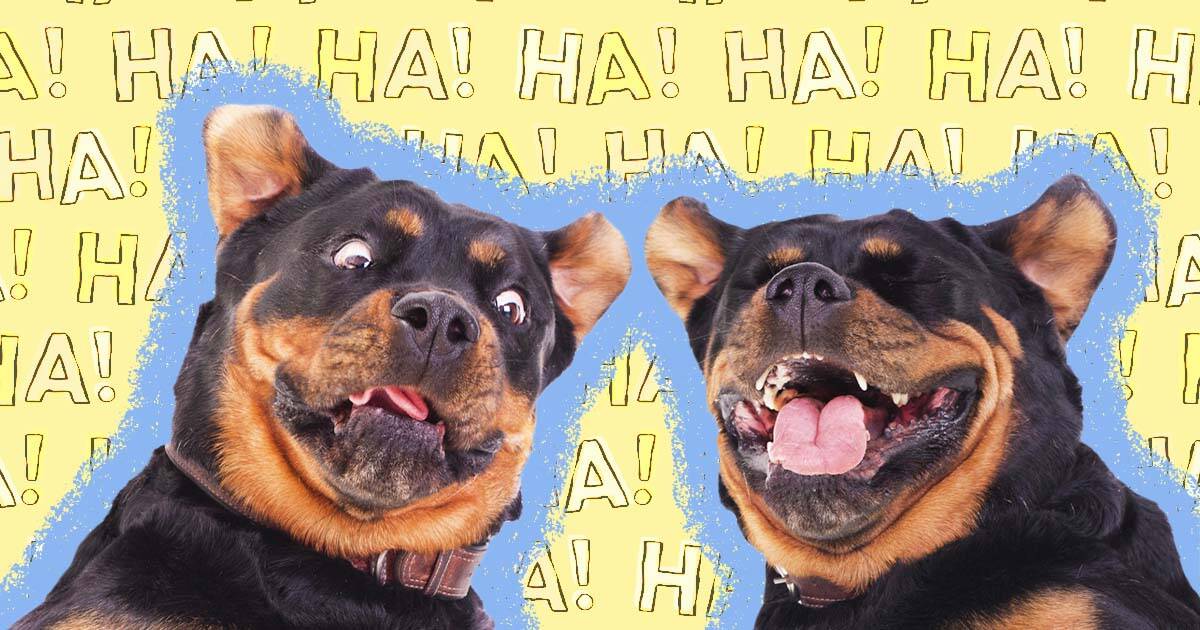 do dogs actually laugh