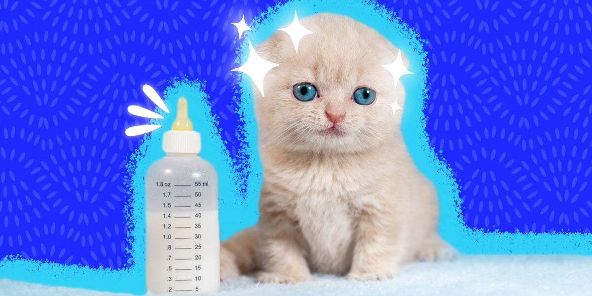 Easy homemade kitten clearance milk