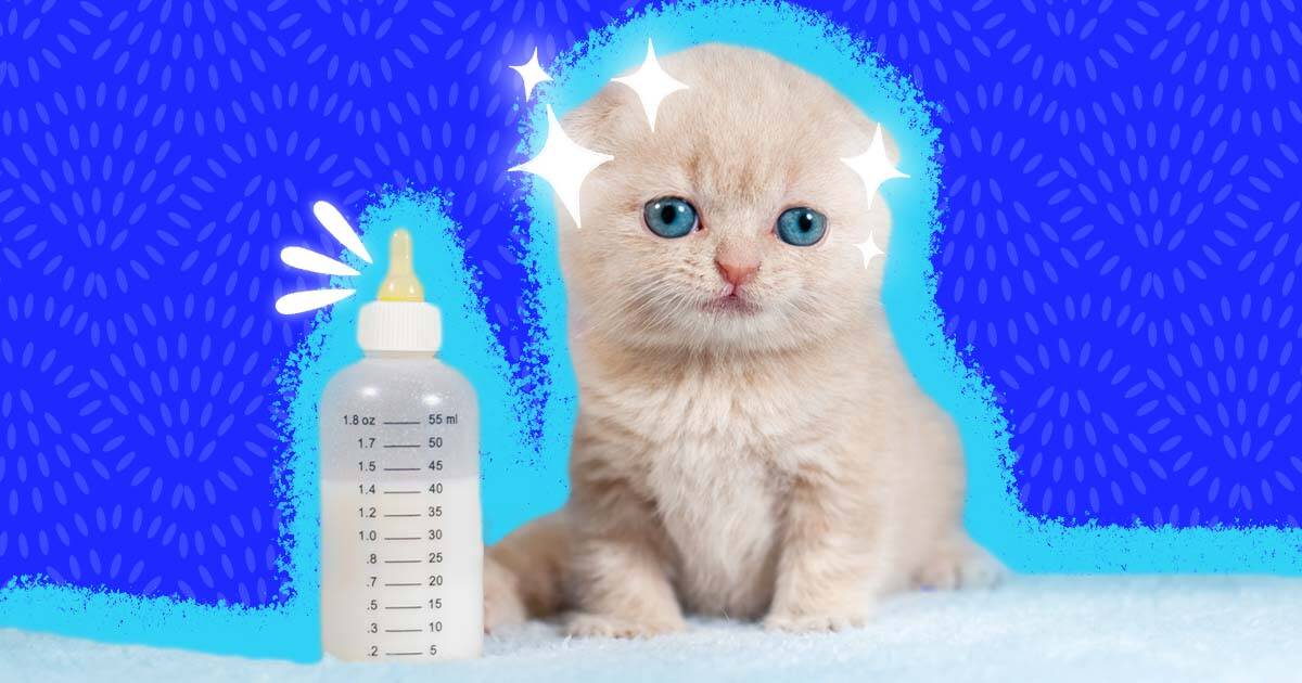 How many ml should a 2 week old kitten cheap eat