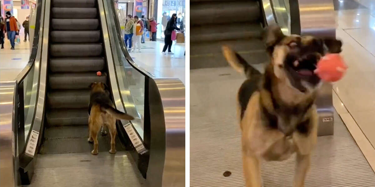 Sweet Stray Dog Convinces Strangers At The Mall To Play Fetch With Him ...