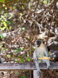 a monkey in St. Kitts 