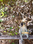 Mingle with Monkeys in this Caribbean Island's National Parks