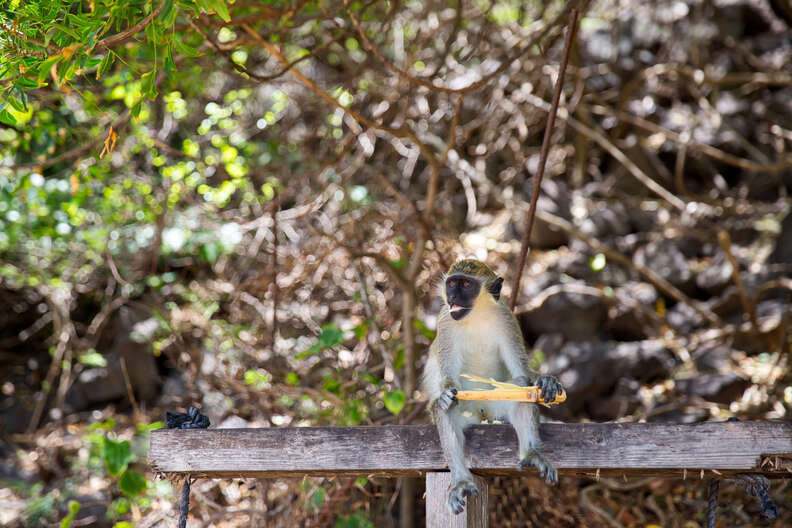 Wild Monkey On Top Of A Tree, Holding On The Tiny Branches