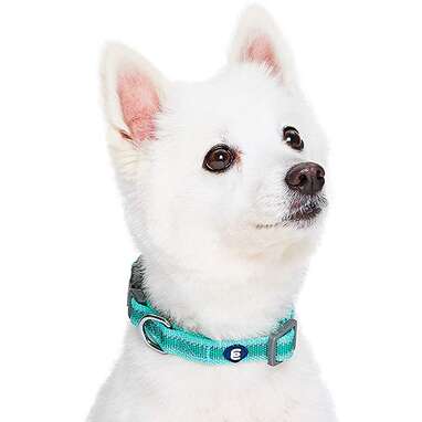 Blueberry Pet Essentials Reflective Adjustable Dog Collar