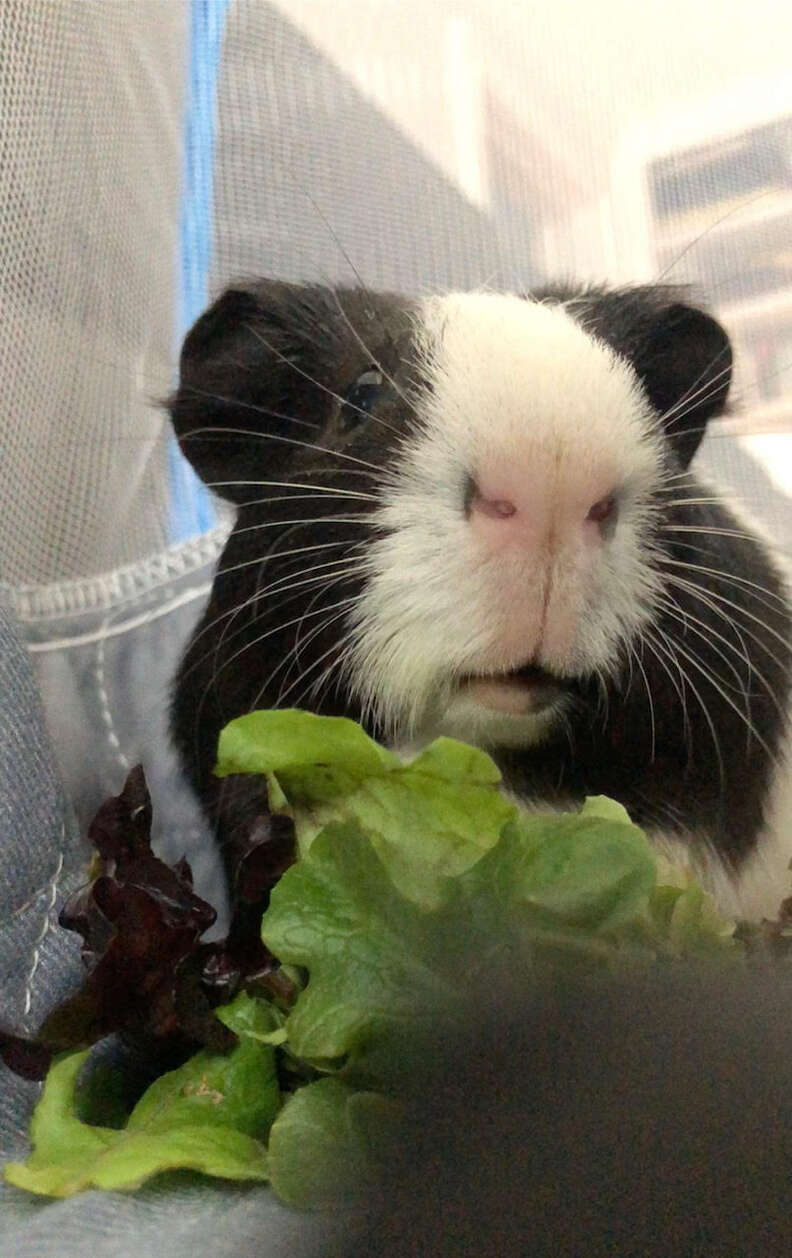 guinea pig eating lettuce 
