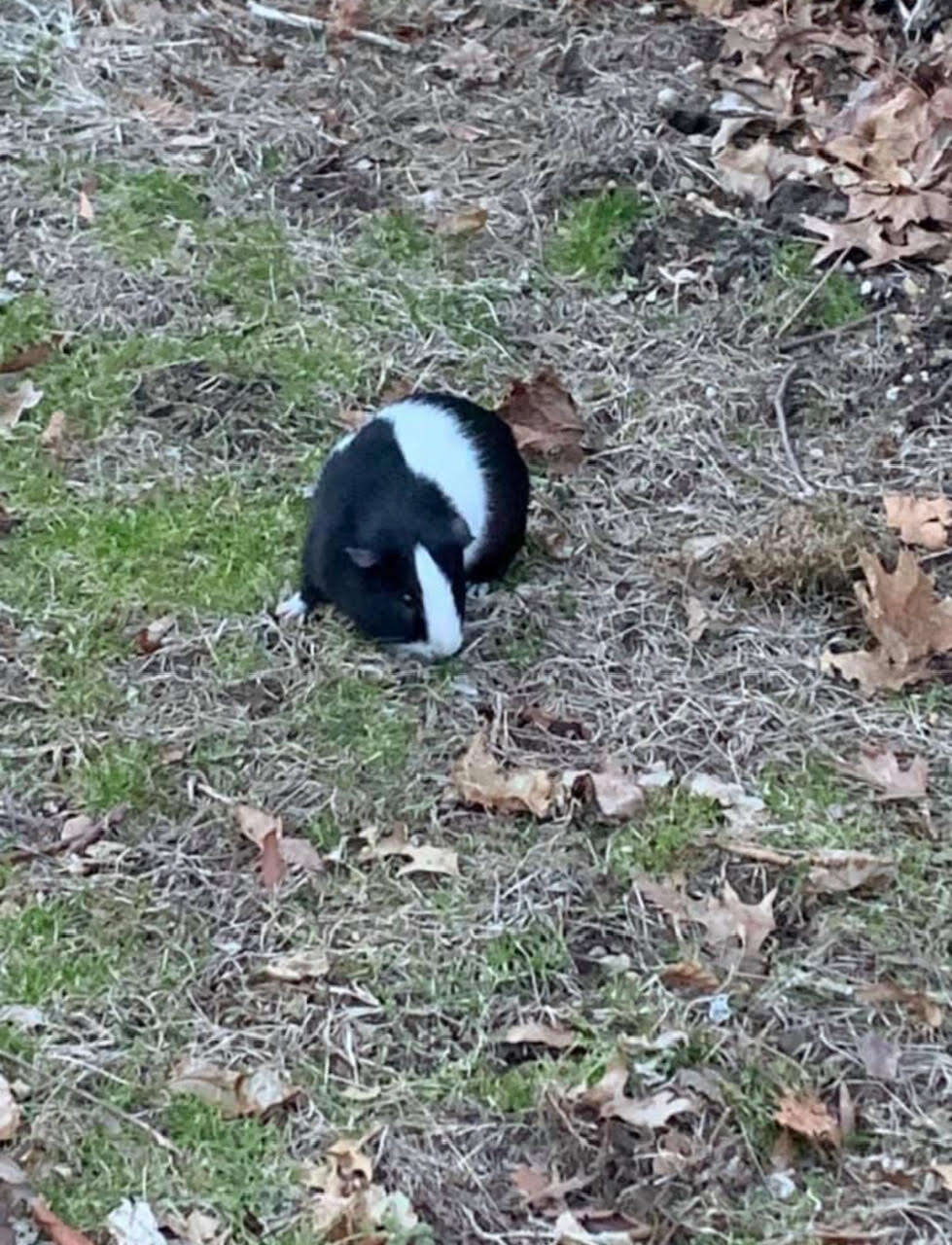 guinea pig in grass 