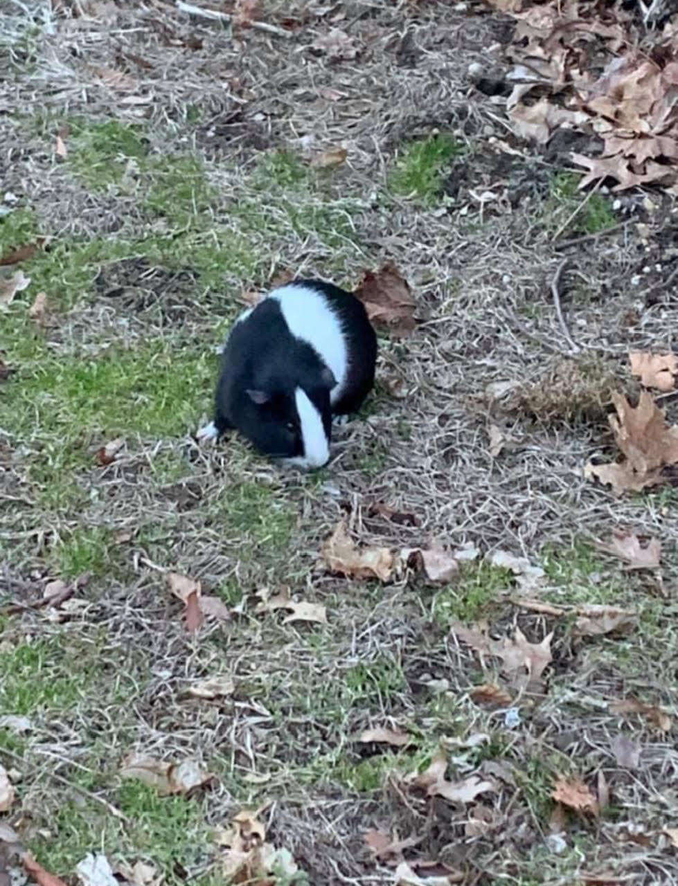 guinea pig in grass