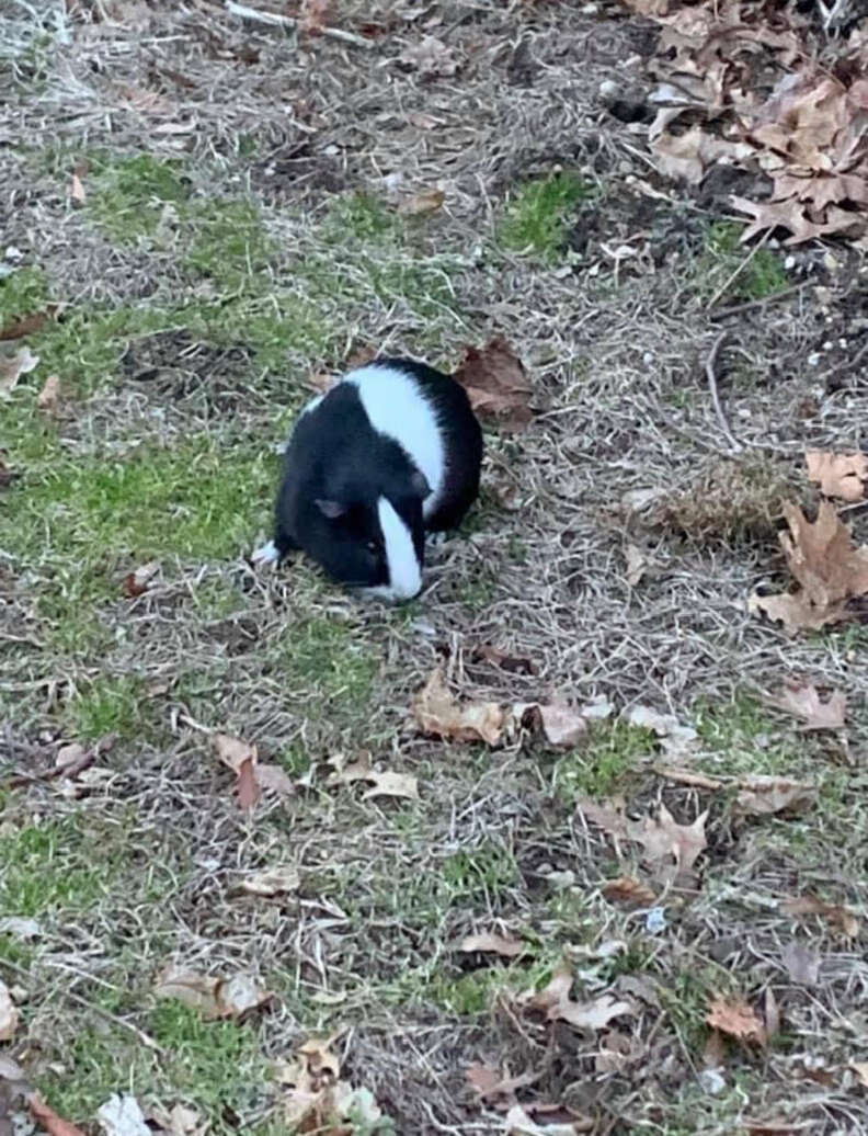 guinea pig in grass
