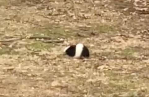 guinea pig sitting near road 