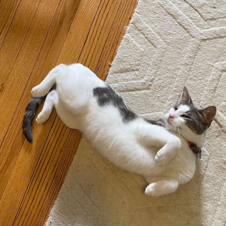cat laying on floor 