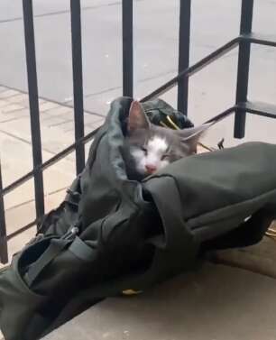 cat in backpack 