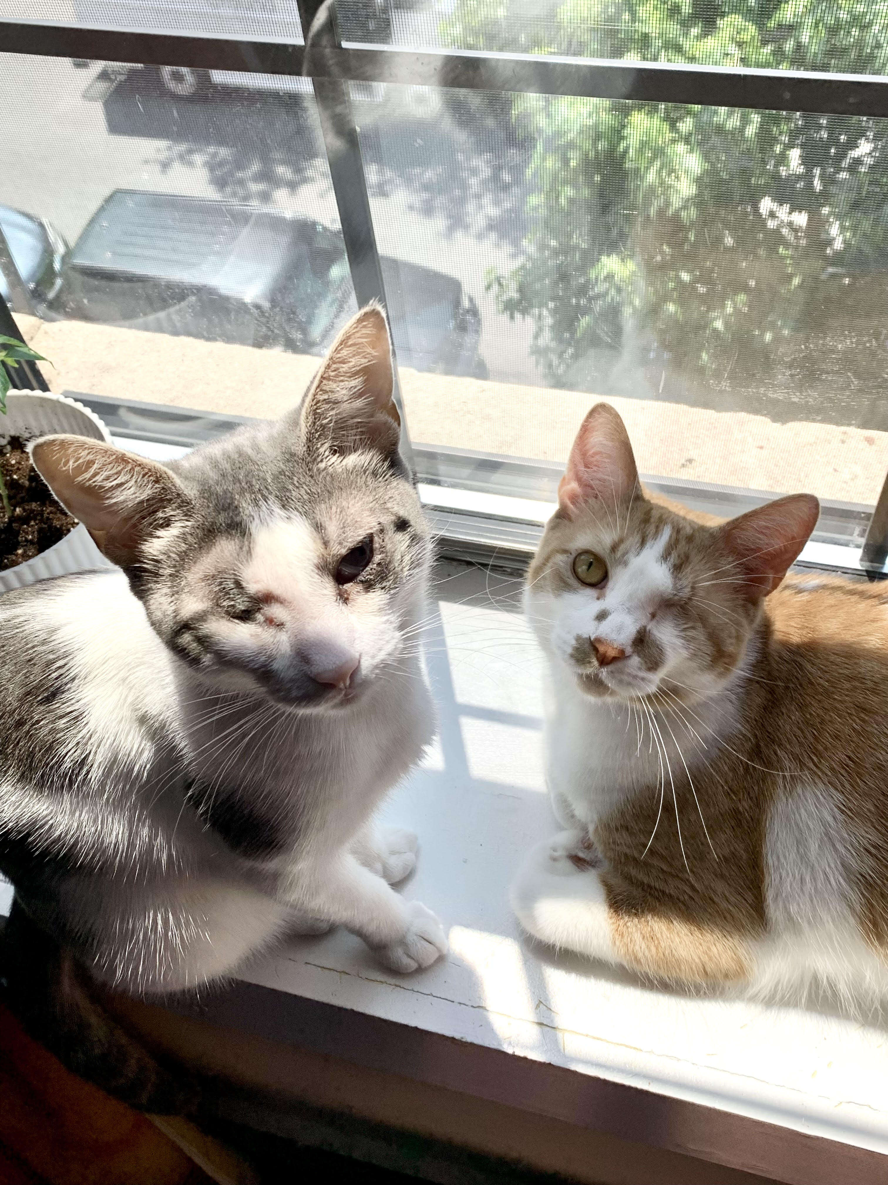 one-eyed-cats sitting on window sill 