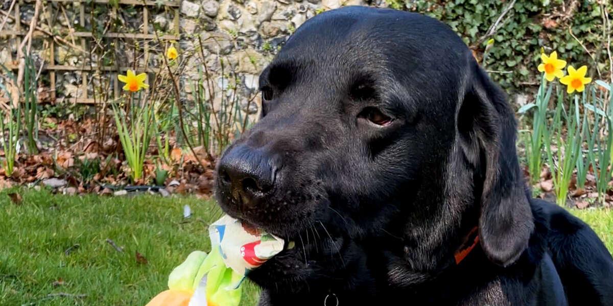 It's Christmas Every Single Day For This Labrador - Videos - The Dodo