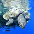Turtle stuck in plastic swimming in ocean