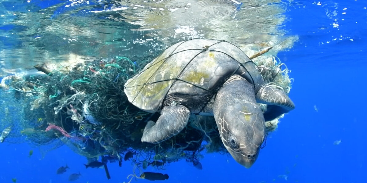 Sea Turtle Stuck In Plastic Gets Help At Just The Right Time - Videos ...