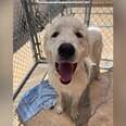 Dog Tied To A Fence With Heartbreaking Note Can't Stop Smiling After Being Found