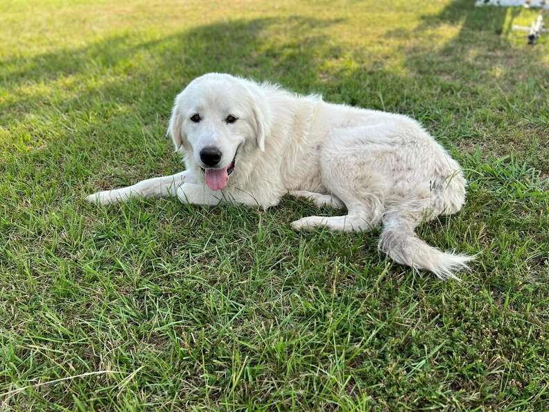 big white dog laying in grass