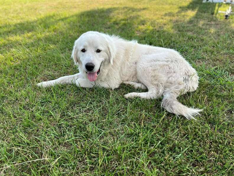 Great pyrenees invisible outlet fence