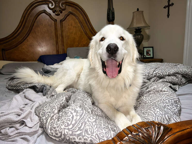 She wouldnt hurt a fly. She'll gut a stuffed animal in <.0001 seconds  though. : r/greatpyrenees