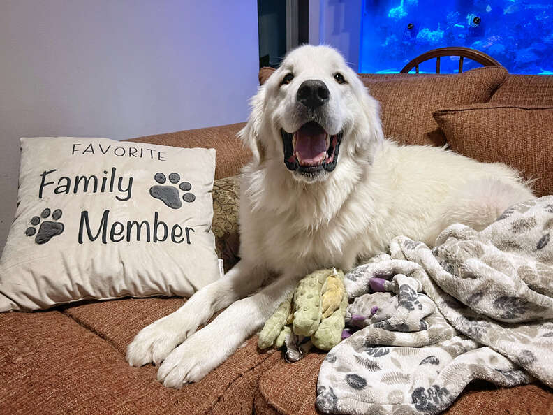 She wouldnt hurt a fly. She'll gut a stuffed animal in <.0001 seconds  though. : r/greatpyrenees