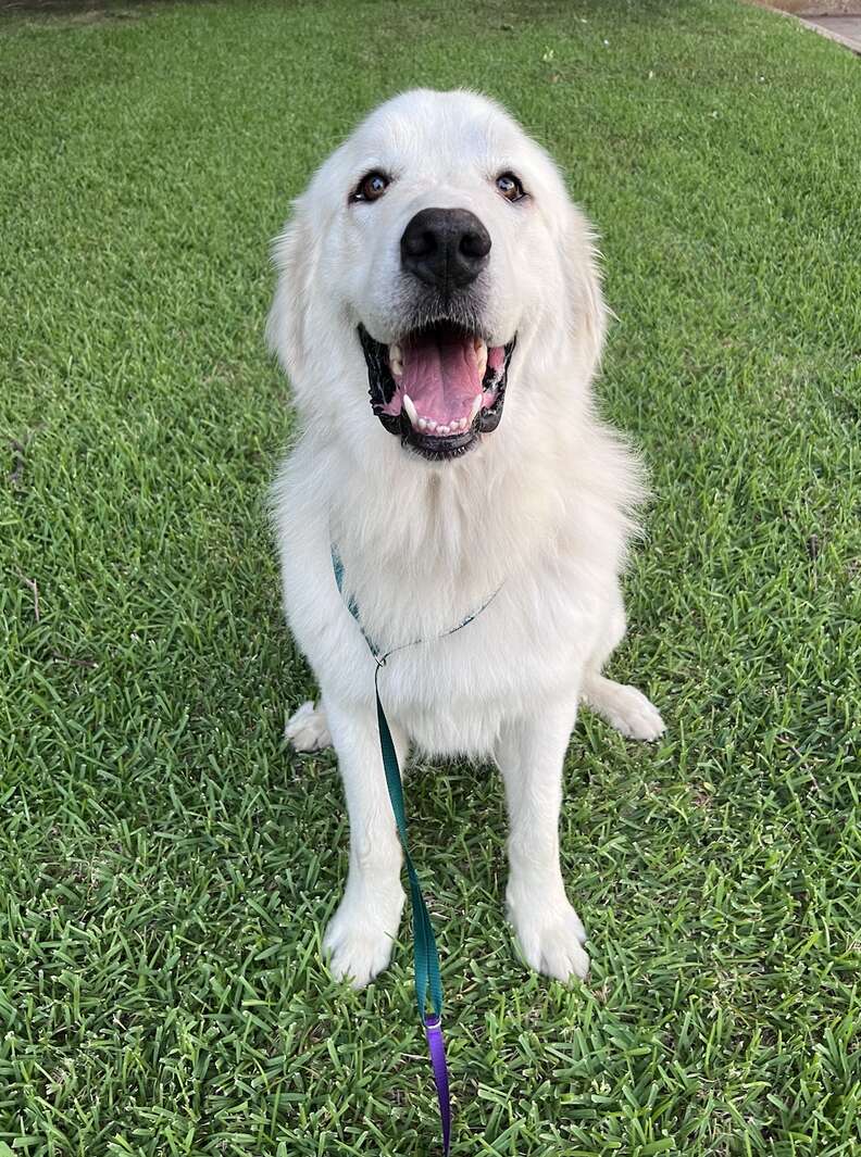 Great store pyrenees smile