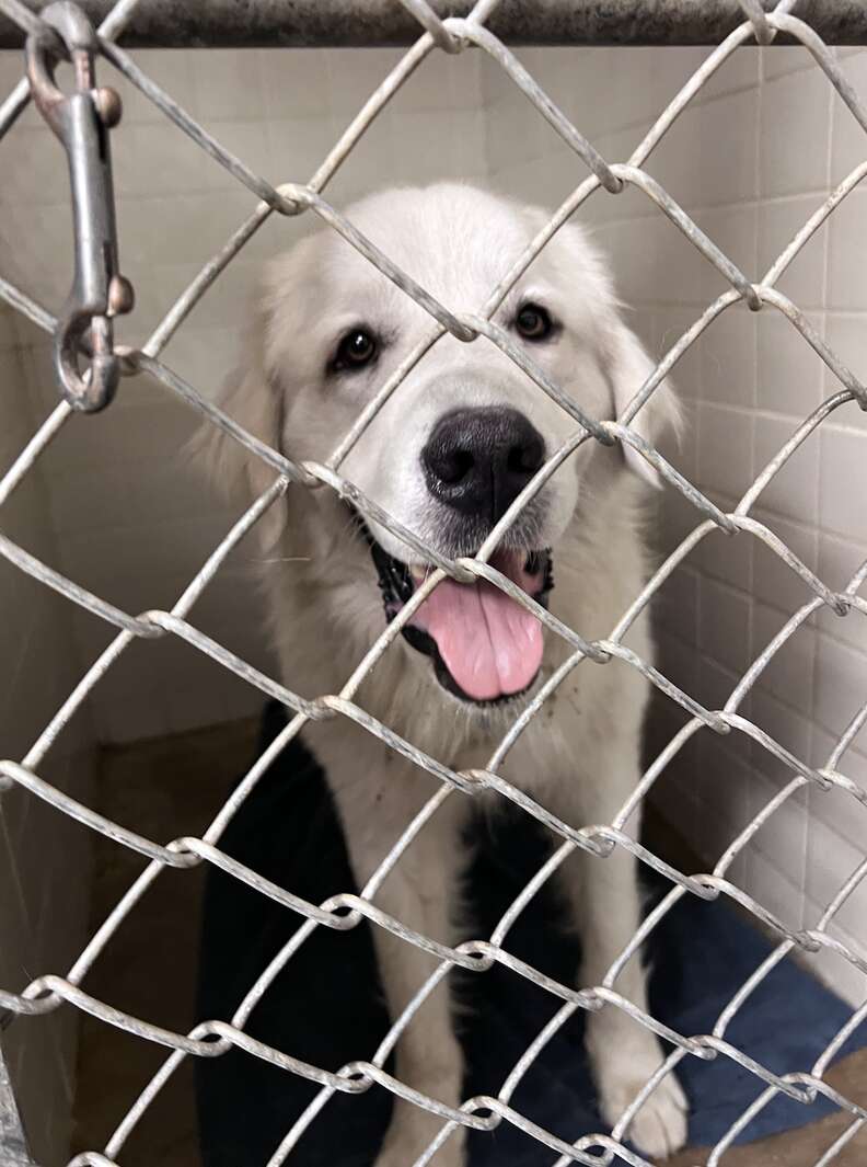 white dog in a metal cage