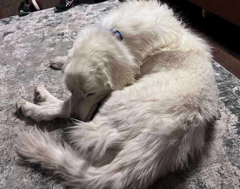 She wouldnt hurt a fly. She'll gut a stuffed animal in <.0001 seconds  though. : r/greatpyrenees