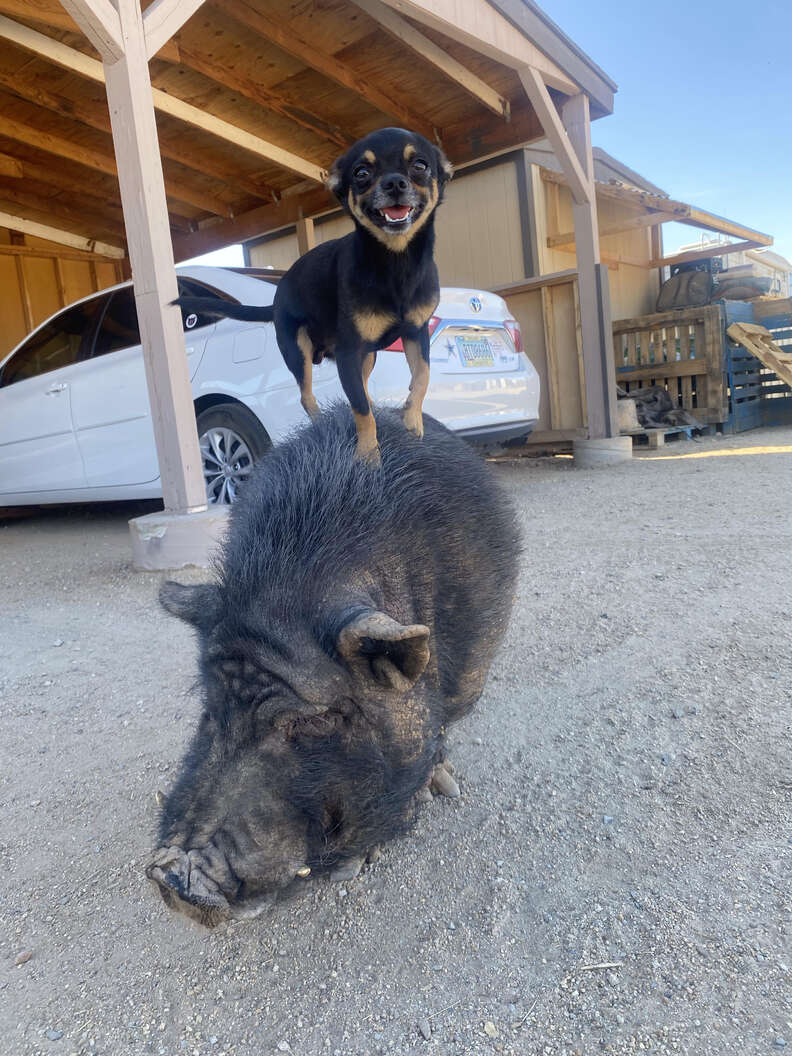 dog stands on pig's back 