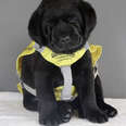 sleepy guide dog puppy