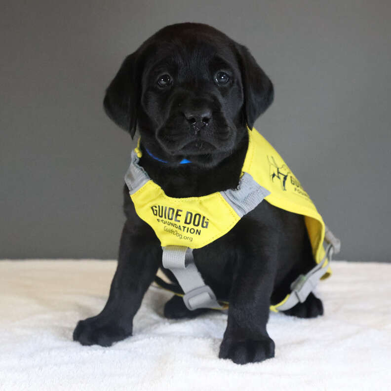 guide dog puppy