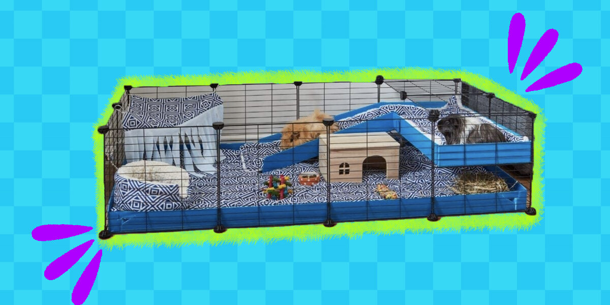 Guinea Pig Cages Here Are The 6 Best Options DodoWell The Dodo