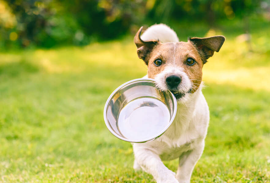 what causes dog salmonella