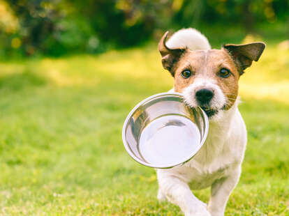 what dog foods are being recalled