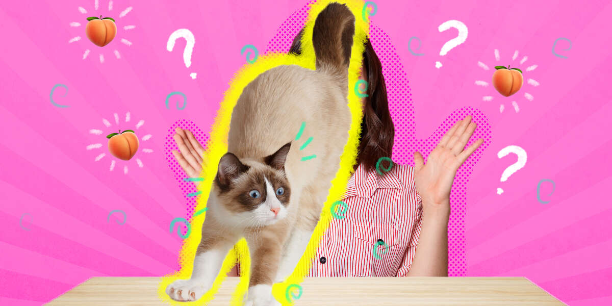 Why Do Cats Put Their Butt In Your Face? A Vet Explains This Behavior