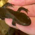 salamander in someones hand